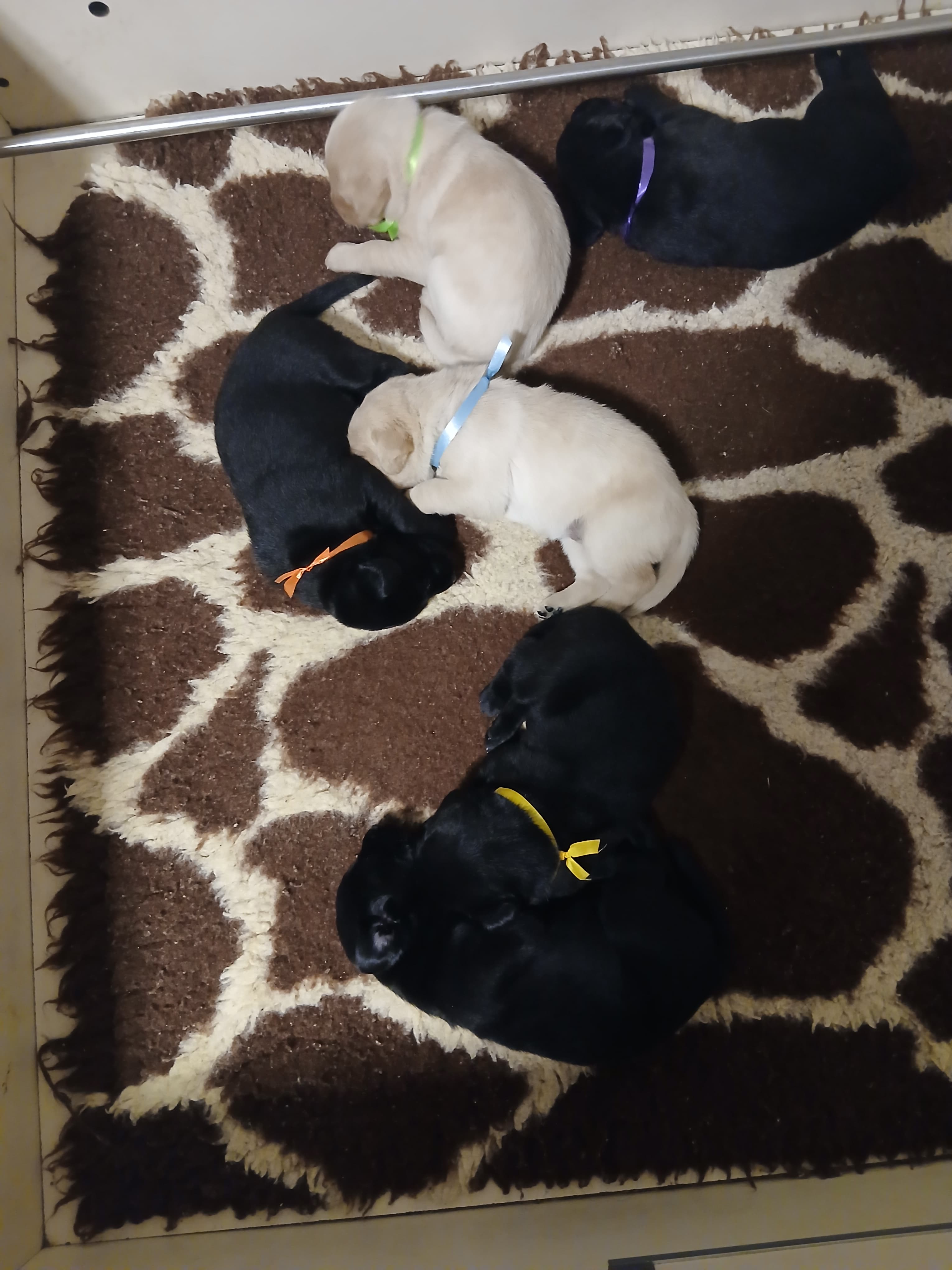 Labrador pups foto 1